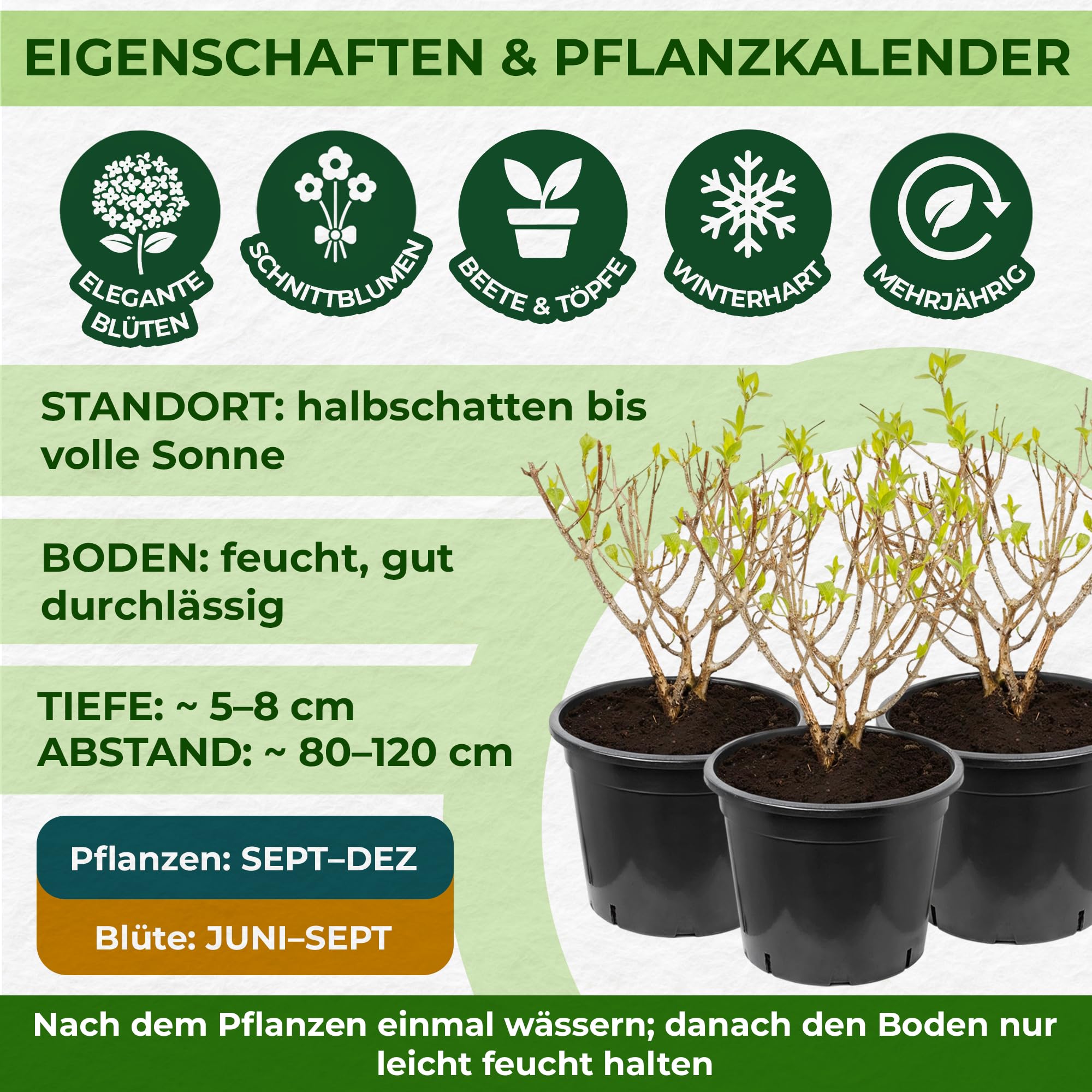 Hortensien Winterhart Paniculata Pink and Rose (3 Pflanzen)