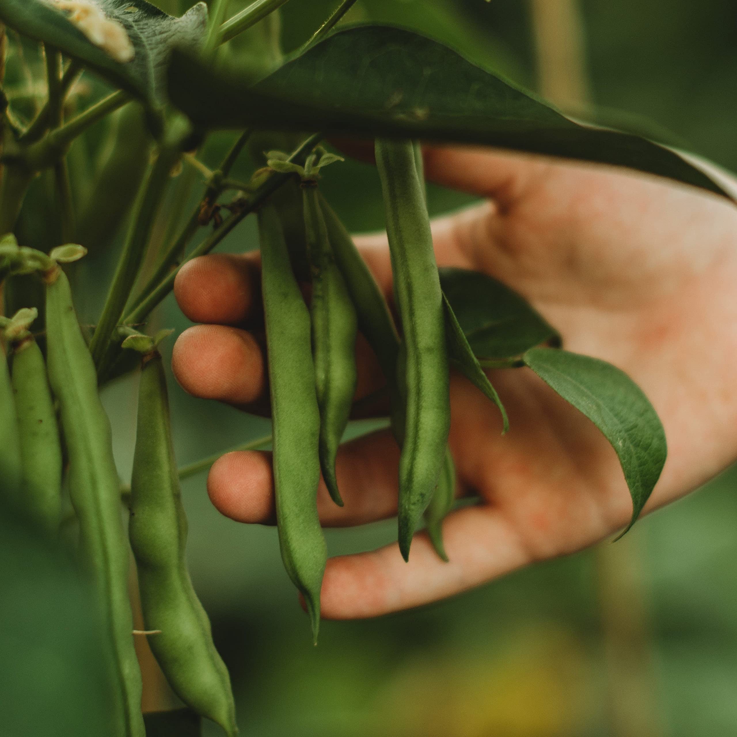 Josephine Jackson White Half-Runner Snap/Green String Bean - 25 Seeds - Rare Heirloom & Open-Pollinated Variety, Non-GMO Vegetable Seeds for Planting in The Home Garden, Thresh See