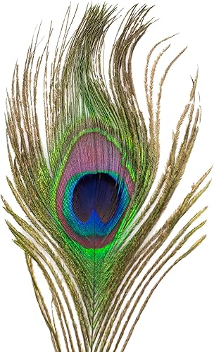 Miniatura 3 de South Beach Crafts 10 piezas de plumas de pavo real auténticas de origen ético de 10 a 12 pulgadas para manualidades, decoración de atuendo festivo,