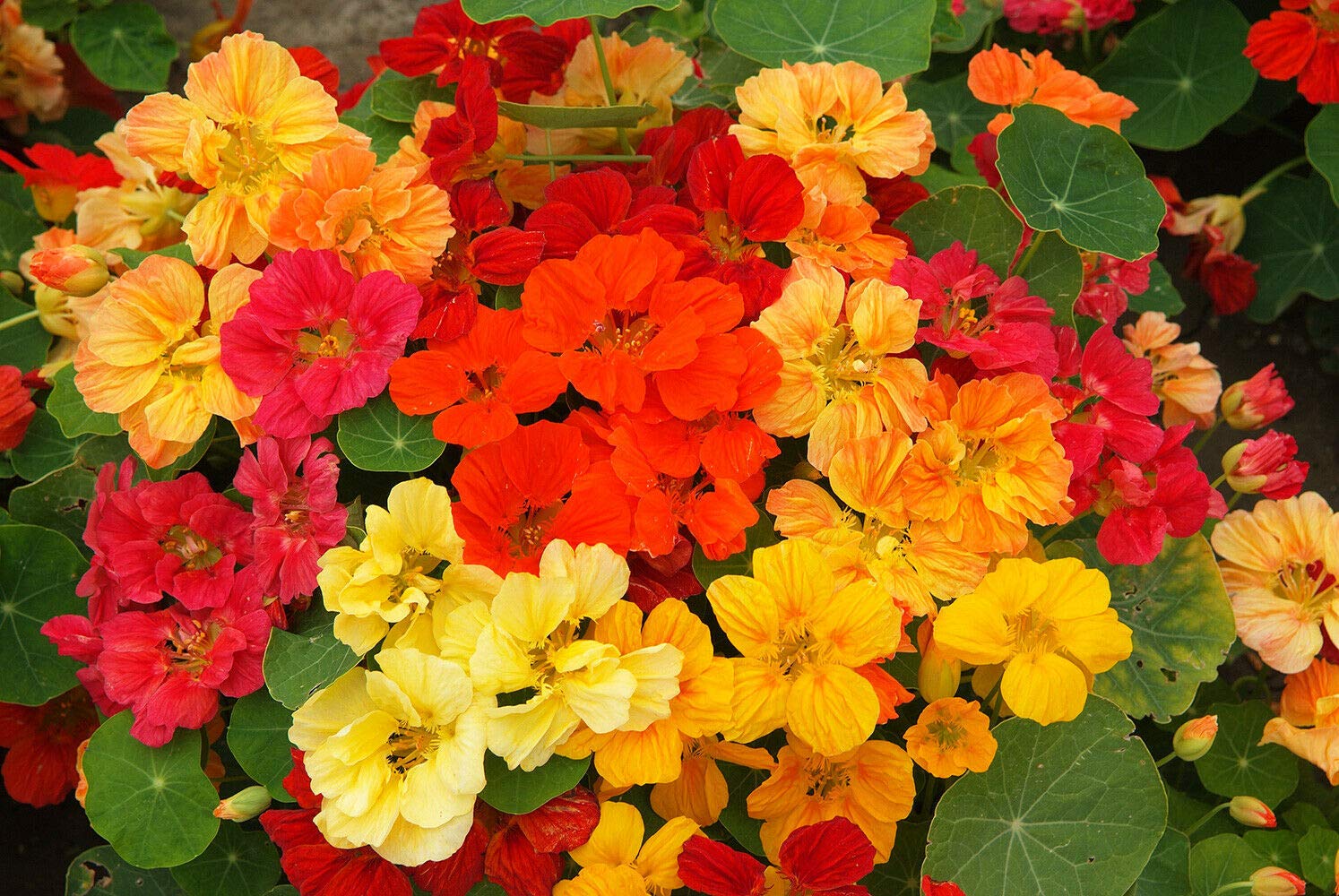 GPPXWhirlybird Mix Nasturtium - Tropaeolum Majus Flower Seeds, Edible with a Peppery Flavour Home Garden Planting by Heavy Torch, 25 Seeds