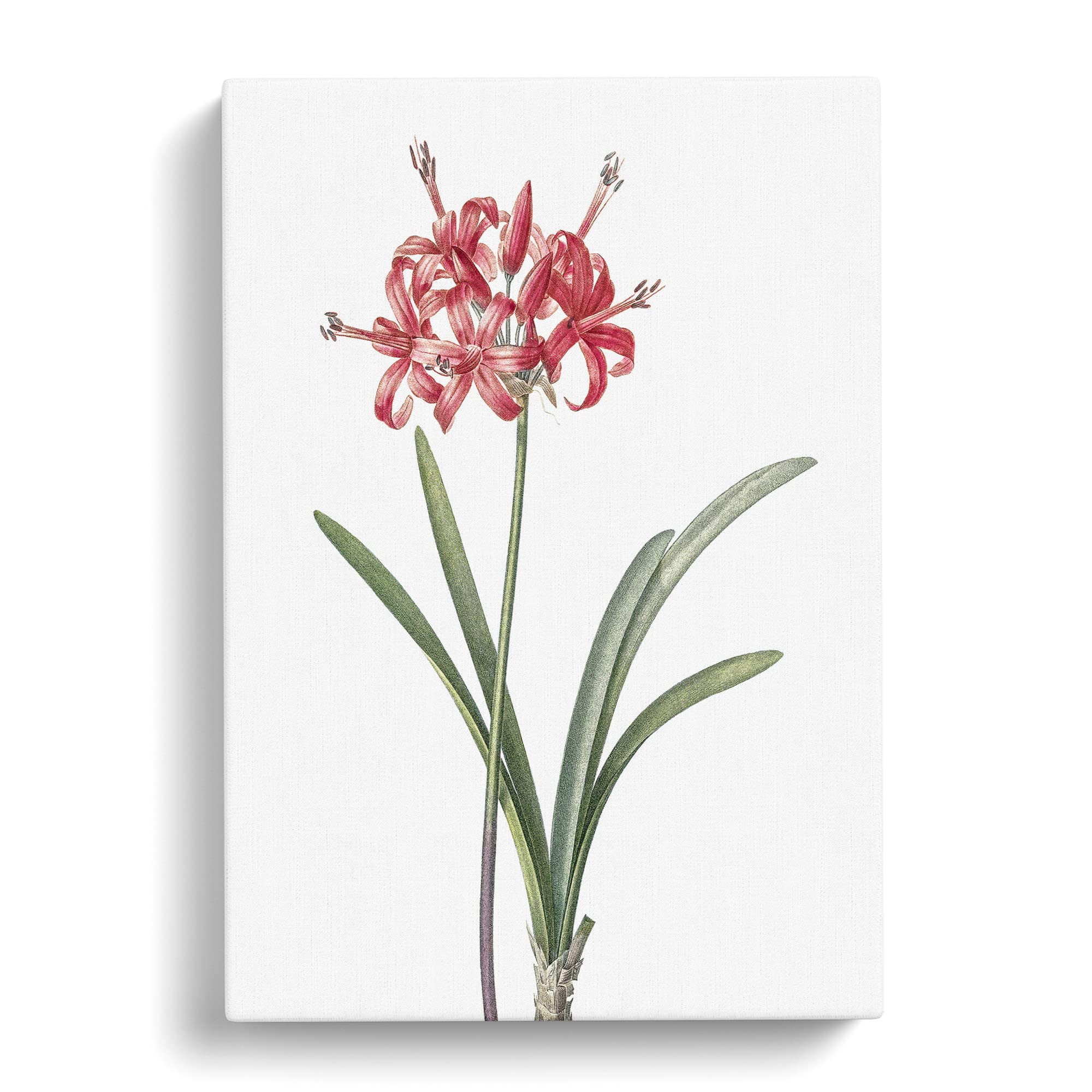 Guernsey Lily By Pierre Joseph Redoute Canvas Print, Mixed, 25L x 50W cm - Image 2
