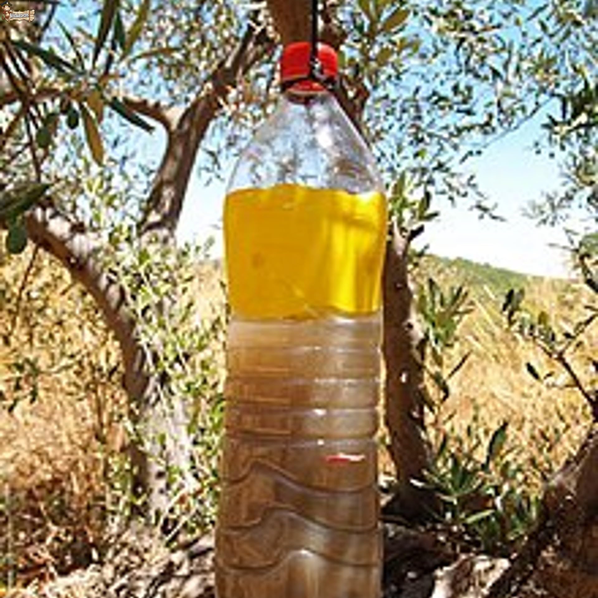 BricoLoco.com Fertilizante fosfato diamónico hidrosoluble DAP ¡¡¡ 250 GRAMOS !!!! Abono NPK 21-53-00 Cebo atrayente para trampas de mosca del olivo o fruta. Fermentación levaduras vino (0,25 kgs)