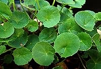 Vista 6 de Gotu Kola en polvo, hecho de centella asiática 100% - Pure, Natural Asiatic Pennywort/Indian Pennywort - Peso neto: 1.76 oz/50 g