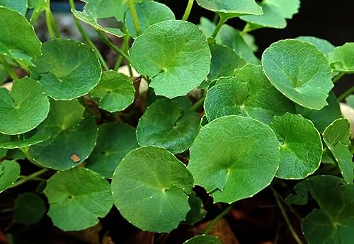 Miniatura 6 de Gotu Kola en polvo, hecho de centella asiática 100% - Pure, Natural Asiatic PennywortIndian Pennywort - Peso neto 1.76 oz50 g