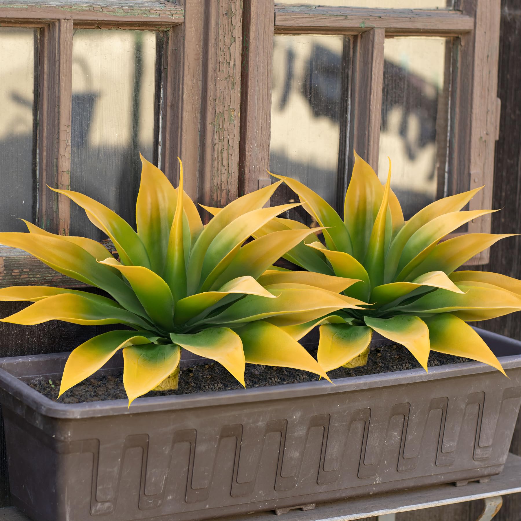 Yellow Agave Plants - 2 Pack, UV Resistant -8