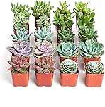Shop Succulents Assorted Succulent Plant Pack Collection - Live Mini Succulent Plants, Low Maintenance, Mixture of Colors & Textures - Wedding and Party Favors, Gift & Garden, Pack of 20