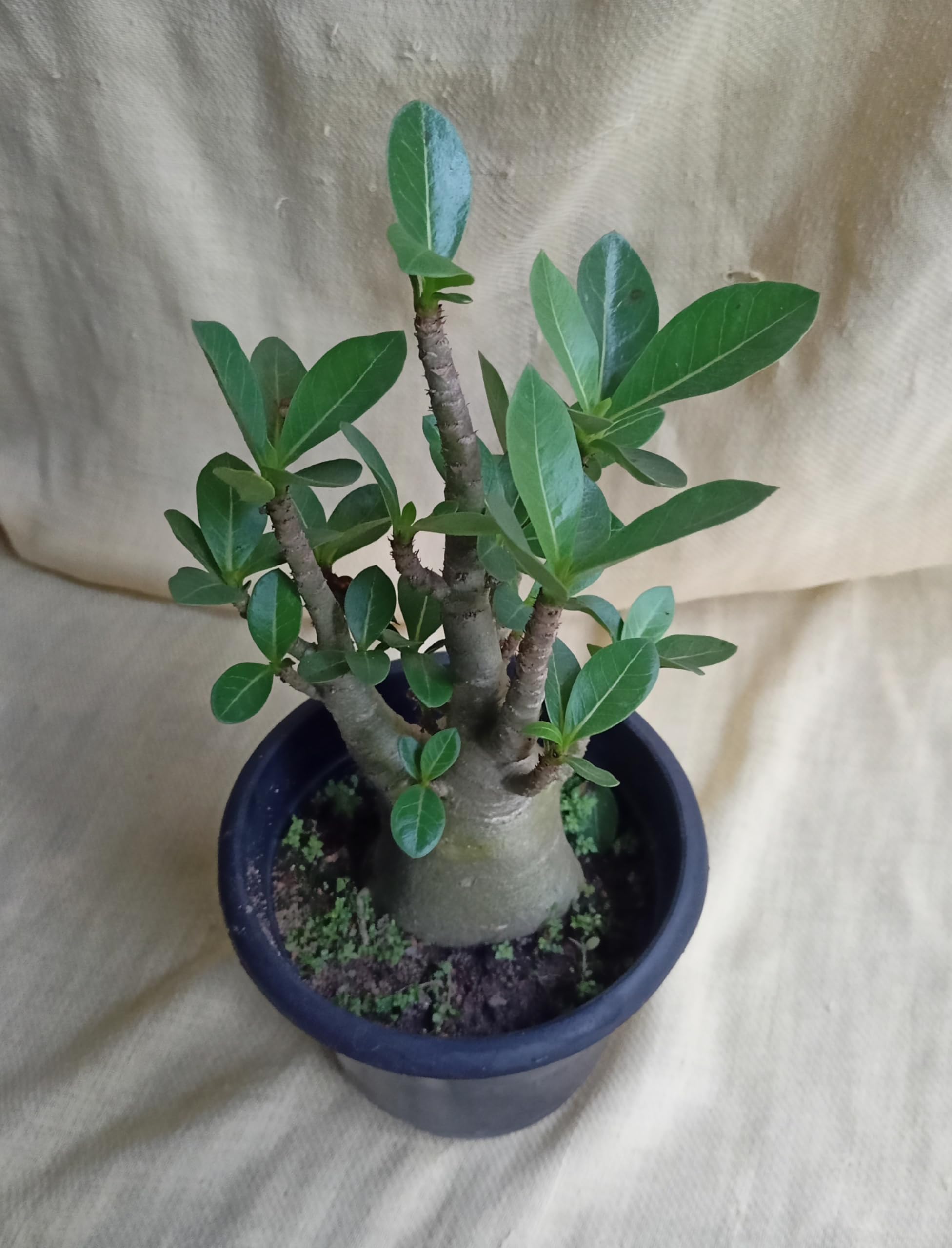 Arabicum Adenium Plant (PACK OF 1) - 2 Year Old Best Show Plant And Gift- You will get exactly what you see in the photo (PACK OF 1 - RED) (B0CWYV7B97) Amazon Price History, Amazon Price Tracker