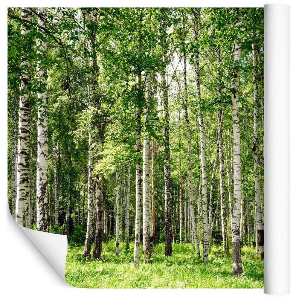 Fototapeta LAS BRZOZOWY Drzewa Natura Brzozy Trawa Zieleń Przyroda Krajobraz 3D Pejzaż Dekoracja Ścienna Salon Sypialni Kuchnia Korytarz 405x270