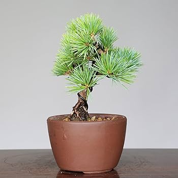 Amazon.co.jp: 五葉松【葵】アオイ (接ぎ木) ミニ盆栽・小品盆栽【泰寿