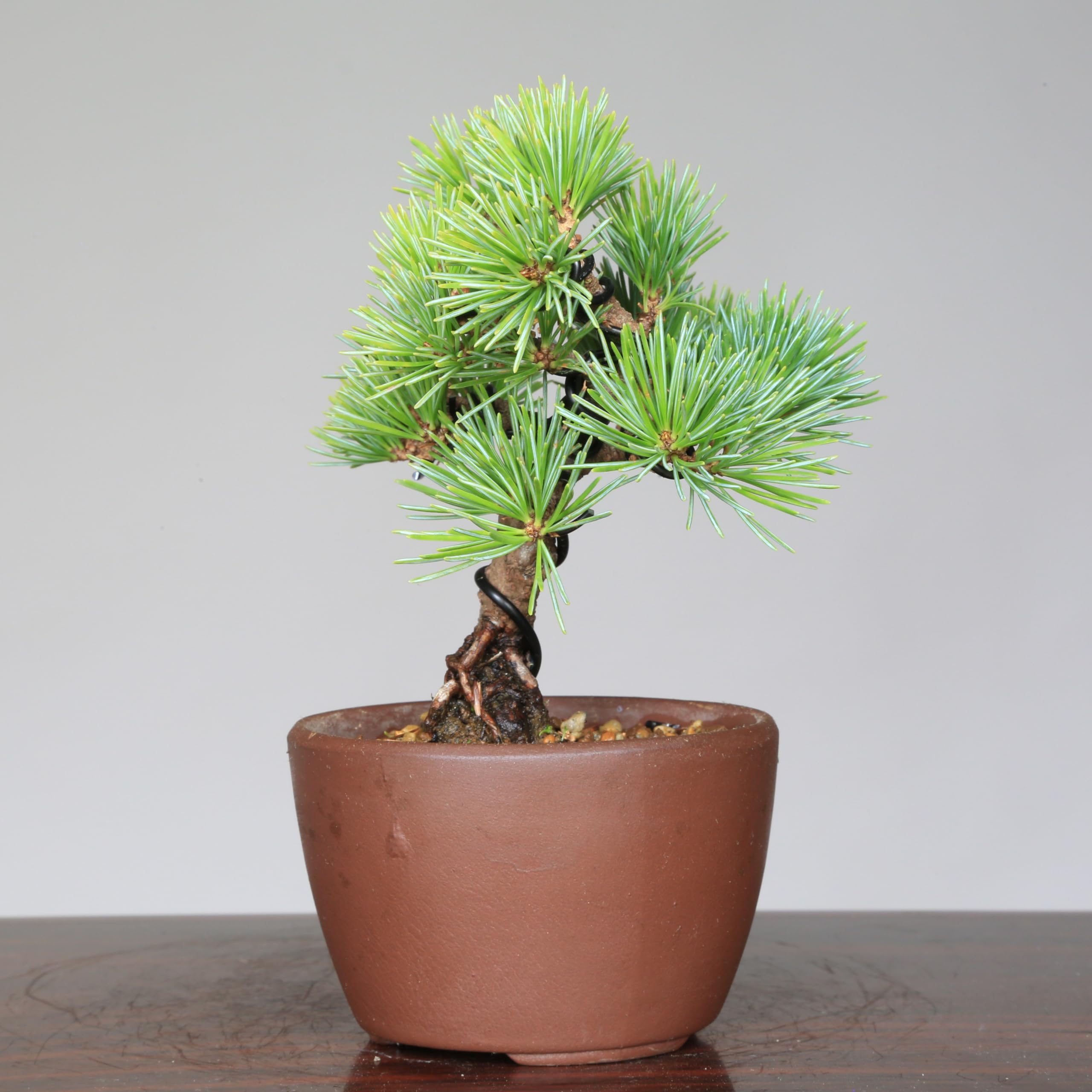 盆栽　五葉松　葵　植物　盆栽鉢 盆栽五葉松葵植物盆栽鉢