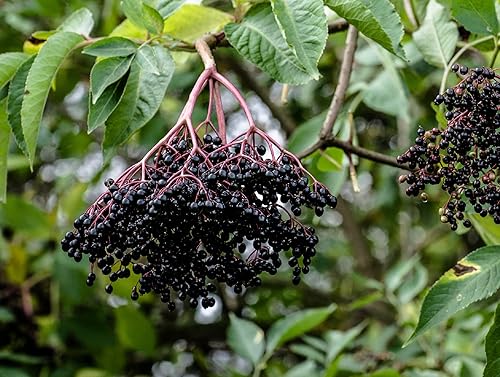 50 esquejes de saúco con rodamientos negros para cultivar - Cultiva 50 árboles de saúco - Valorados por su fruta saludable