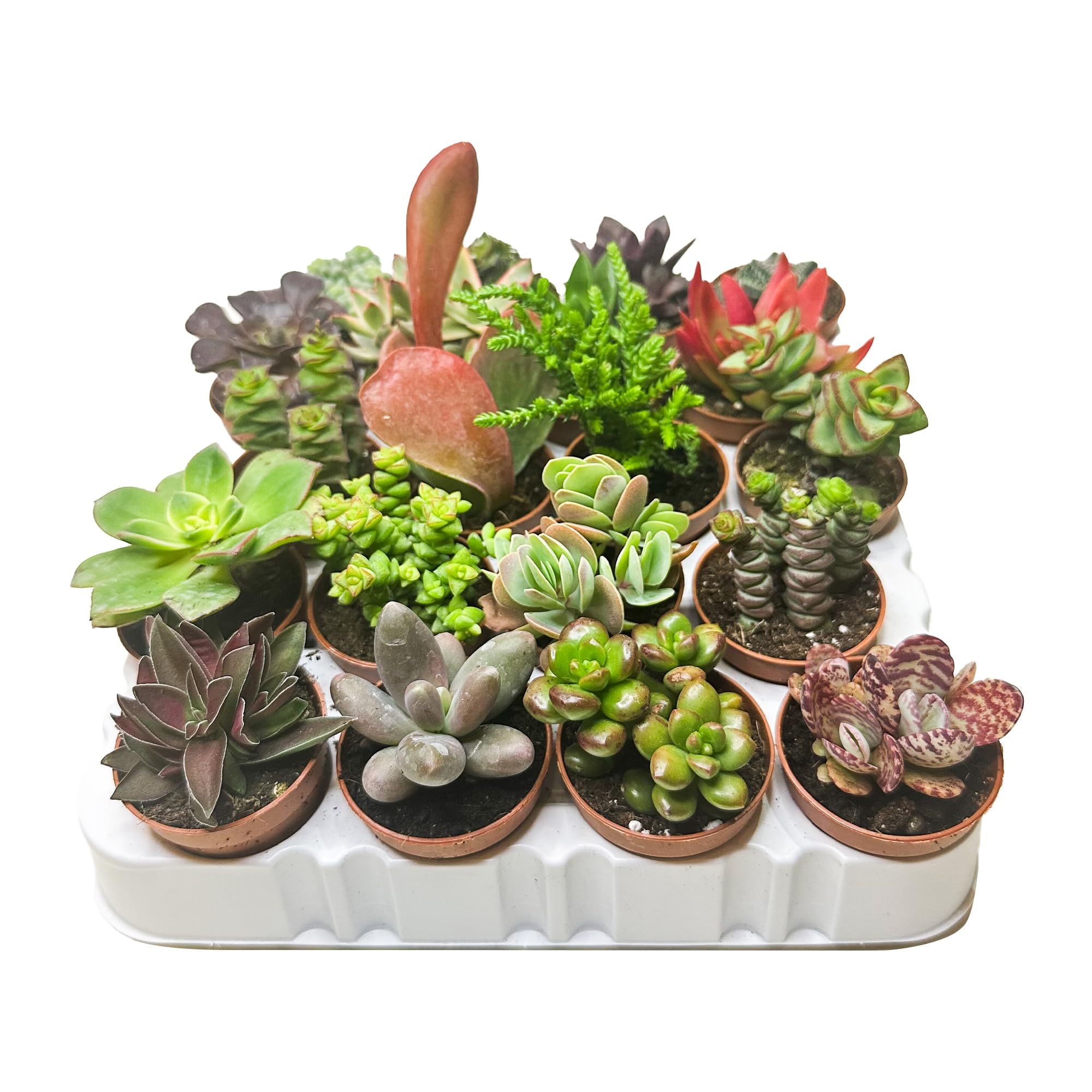Box 20 Piante Grasse e Succulente Senza Spine, Vaso Ø 5.5cm, Piante da Interno Assortite, Decorative e Facili da Curare