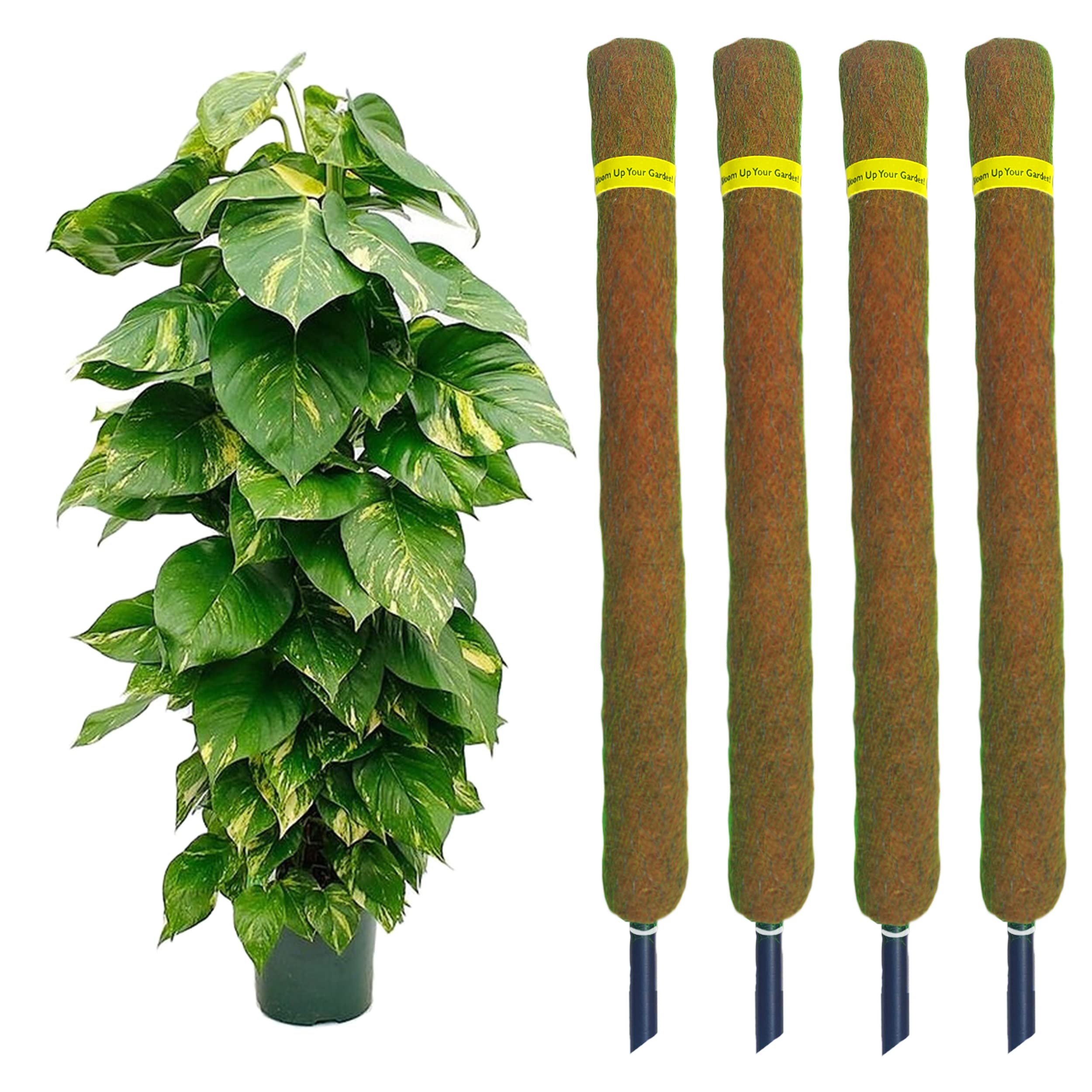 See full amazon price history chart for HN Organics Coco Coir Stick 3 FT | Coco Coir Pole 3 Feet Plant Support for Climbing Money Plant | Indoor and Outdoor Plants | Housing Plants Support | 3 ft / 91 cm, Brown - Set of (4) HN Organics Coco Coir Stick 3 FT | Coco Coir Pole 3 Feet Plant Support for Climbing Money Plant | Indoor and Outdoor Plants | Housing Plants Support | 3 ft / 91 cm, Brown - Set of (4) (B0B8XFLYZM) Amazon Price History, Amazon Price Tracker