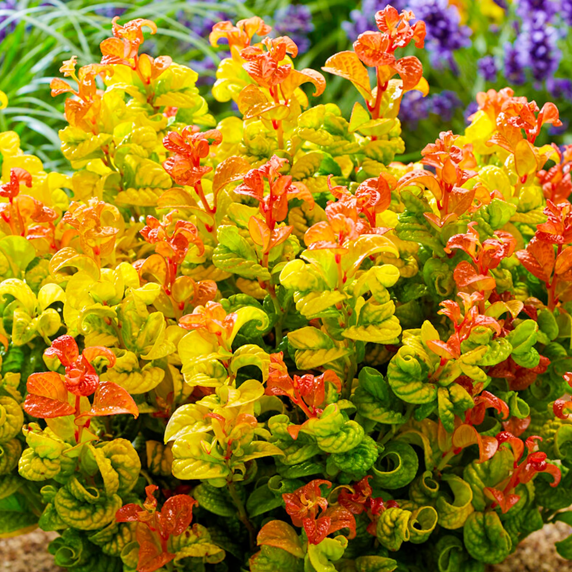 Leucothoe axillaris - Elegant Evergreen Shrub - Ideal for Woodland Gardens and Shady Areas (17cm Pot, 10-20cm)