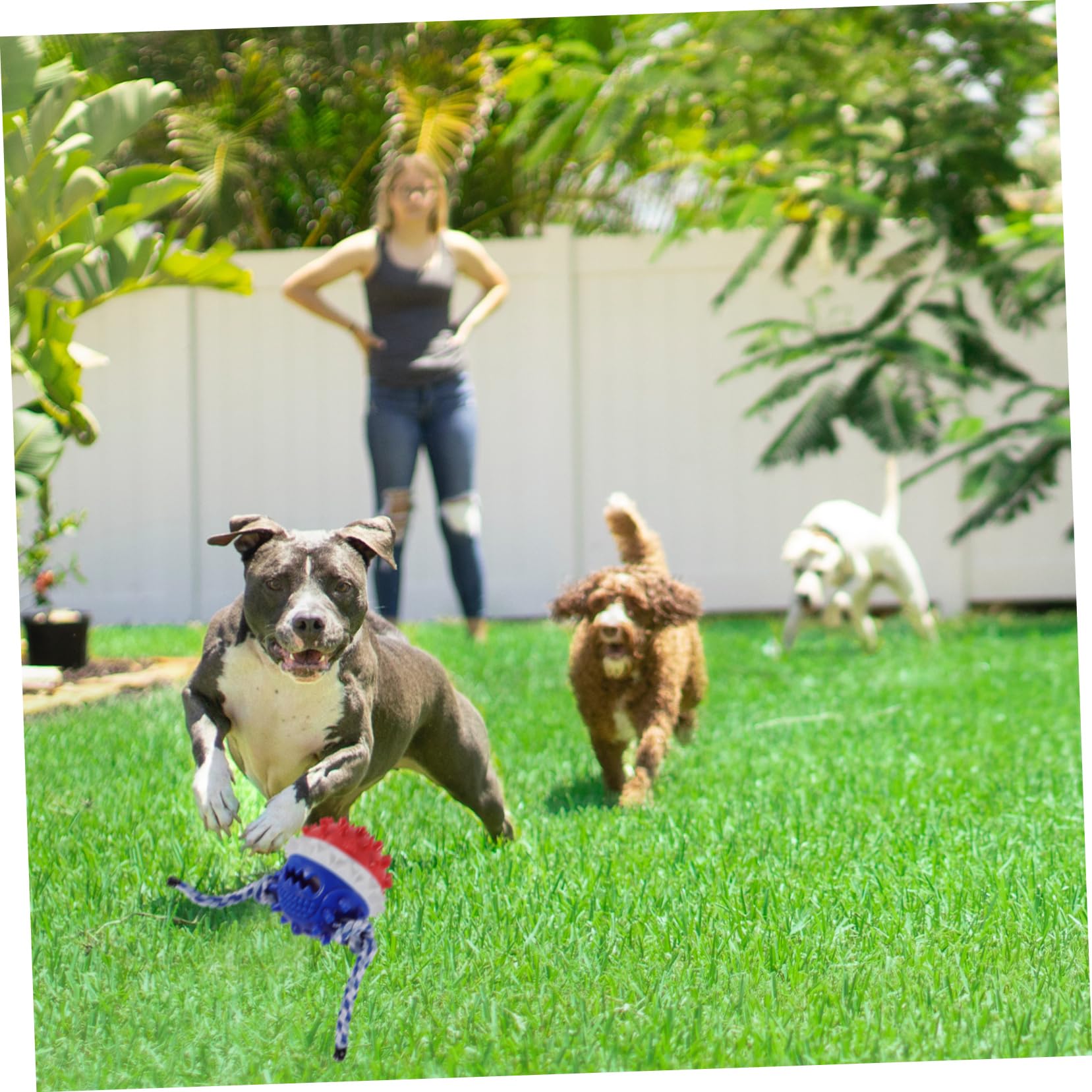HANABASS 2stücke Pet Treat Toy Für Hunde Bissfestes Kauspielzeug Zur Zahnpflege Und Beschäftigung Interaktives Spielzeug Für Welpen Und Hunde Rot Und Blau Für Drinnen Und Draußen
