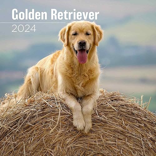 MegaCalendars - Golden Retriever Calendar 2024 - Dog Breed Wall Calendar