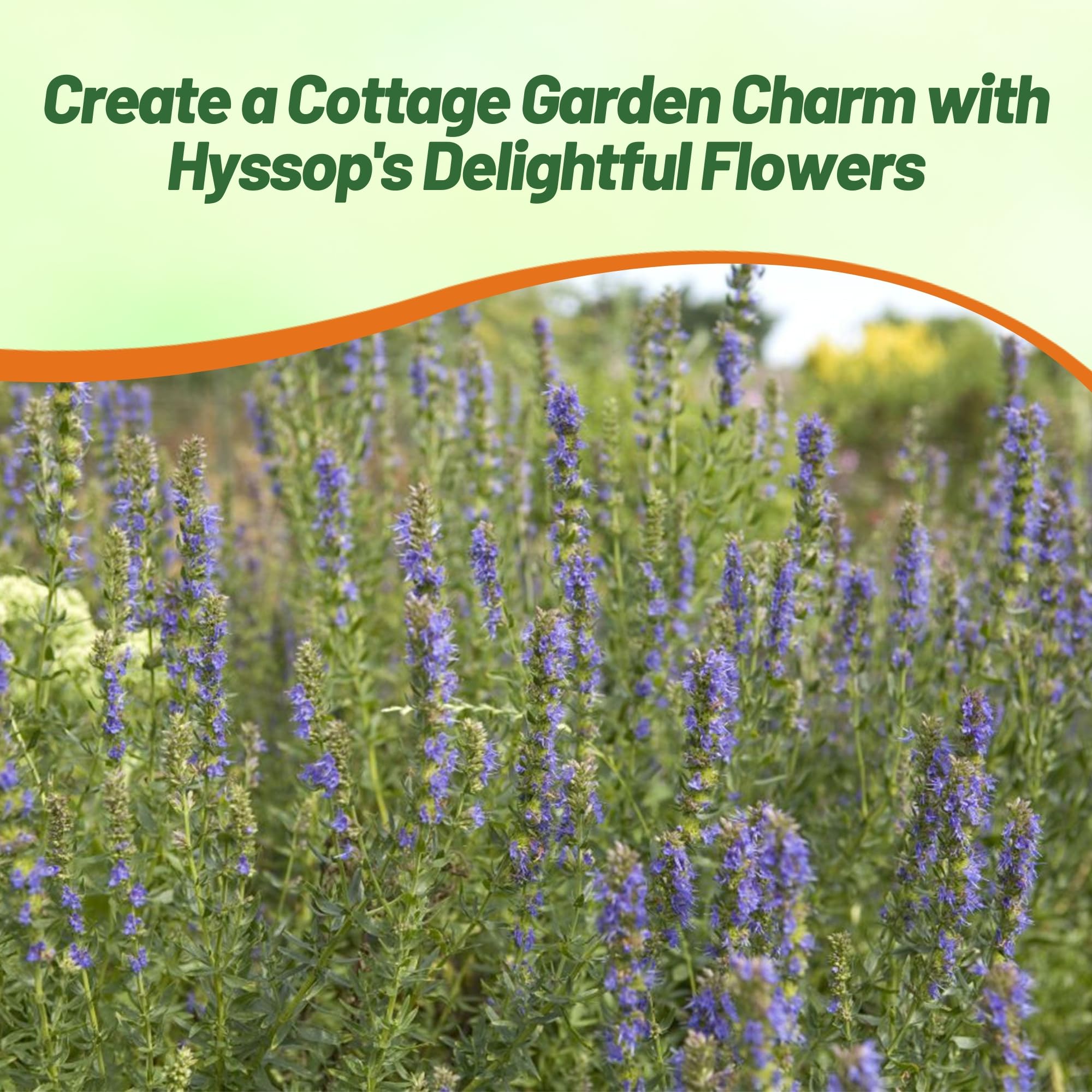 200+ Hyssop Seeds – Fragrant Blue Flowers – Perennial Herb – Non-GMO – USA Grown