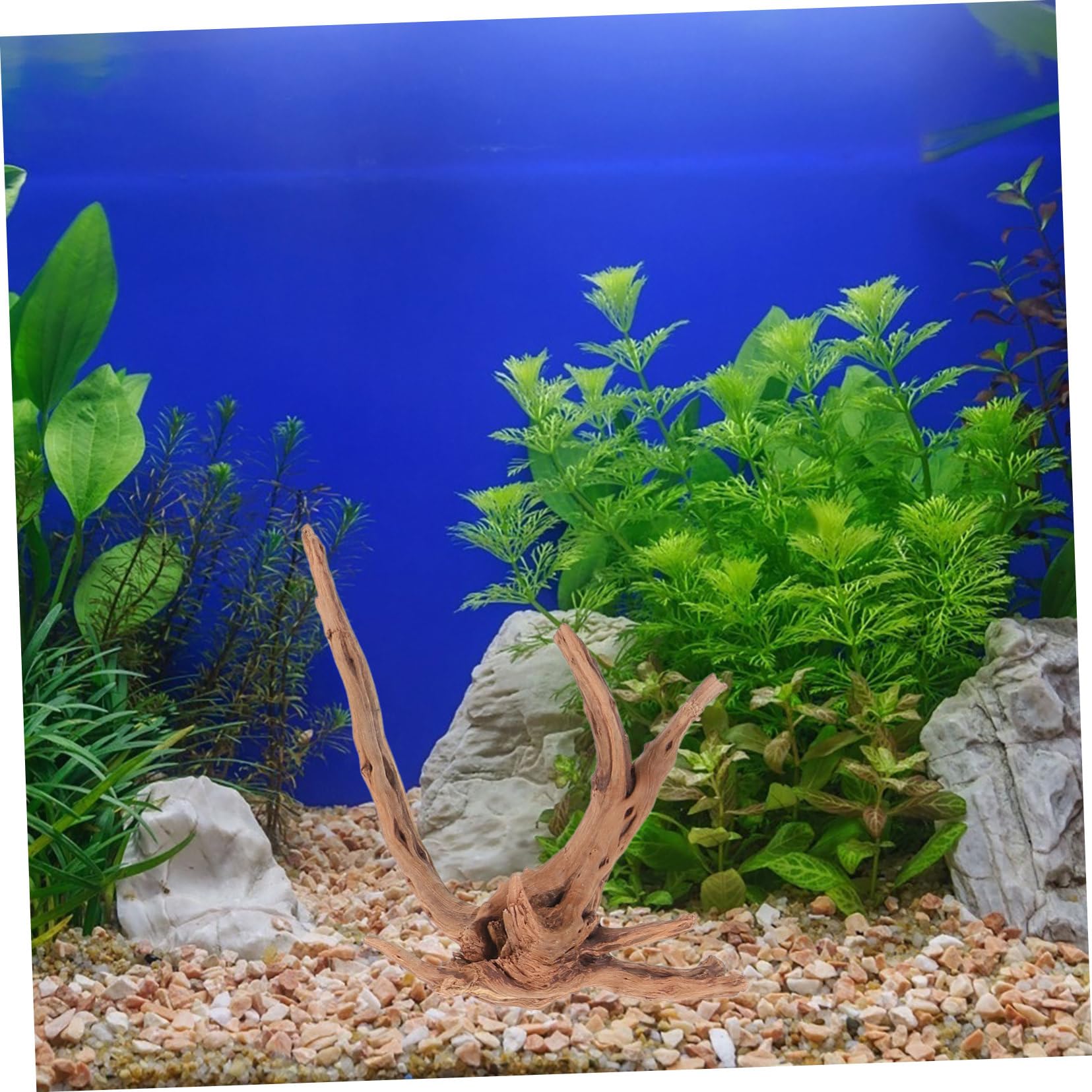ibasenice 3piezas Madera Flotante para Pecera De Decoraciones De Madera Natural para Acuarios Adornos De Flotante para Paisajes De Peceras para y Terrarios De Reptiles