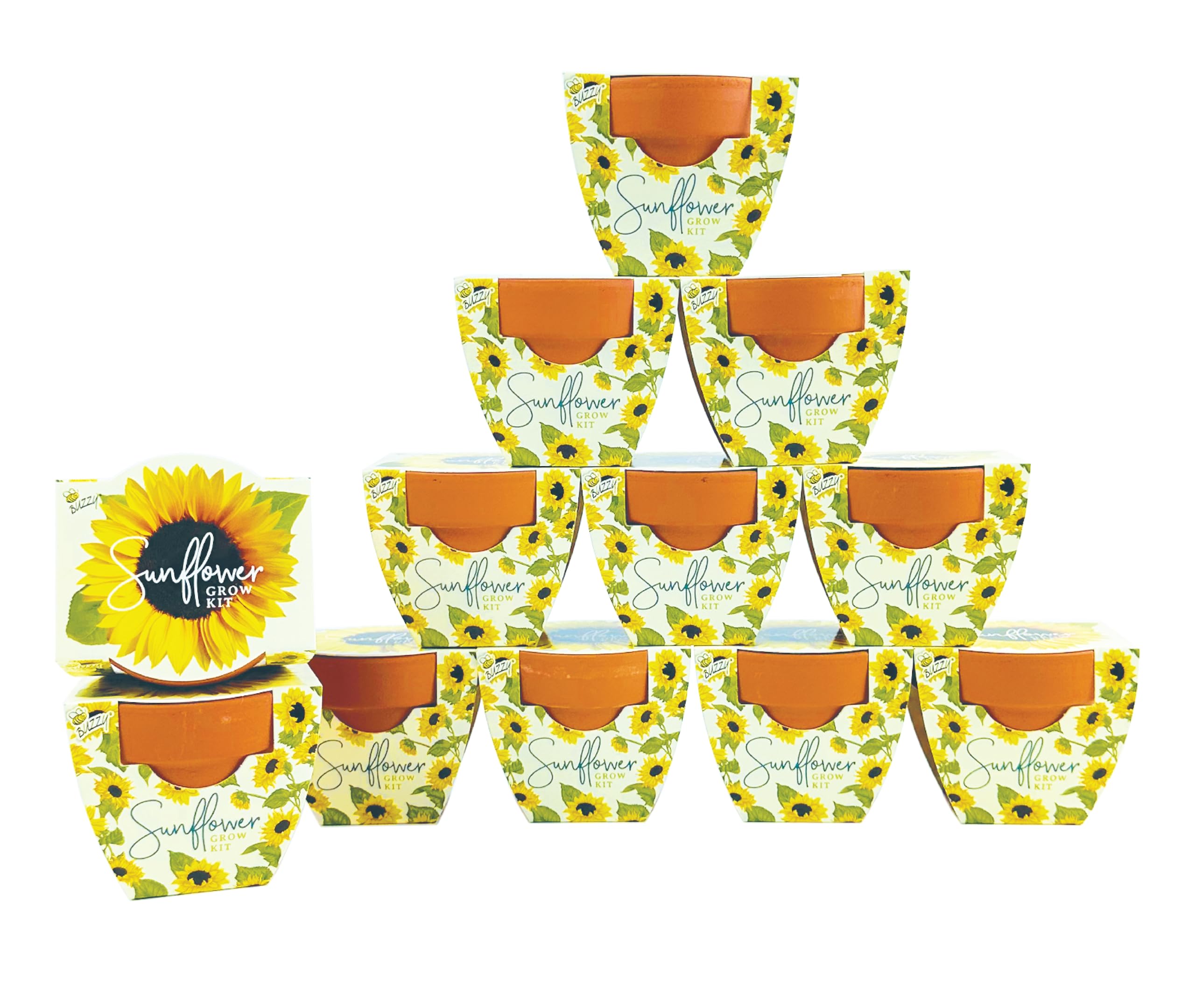 BUZZY Seeds Sunflower Mini Terracotta Pot 12-Pack
