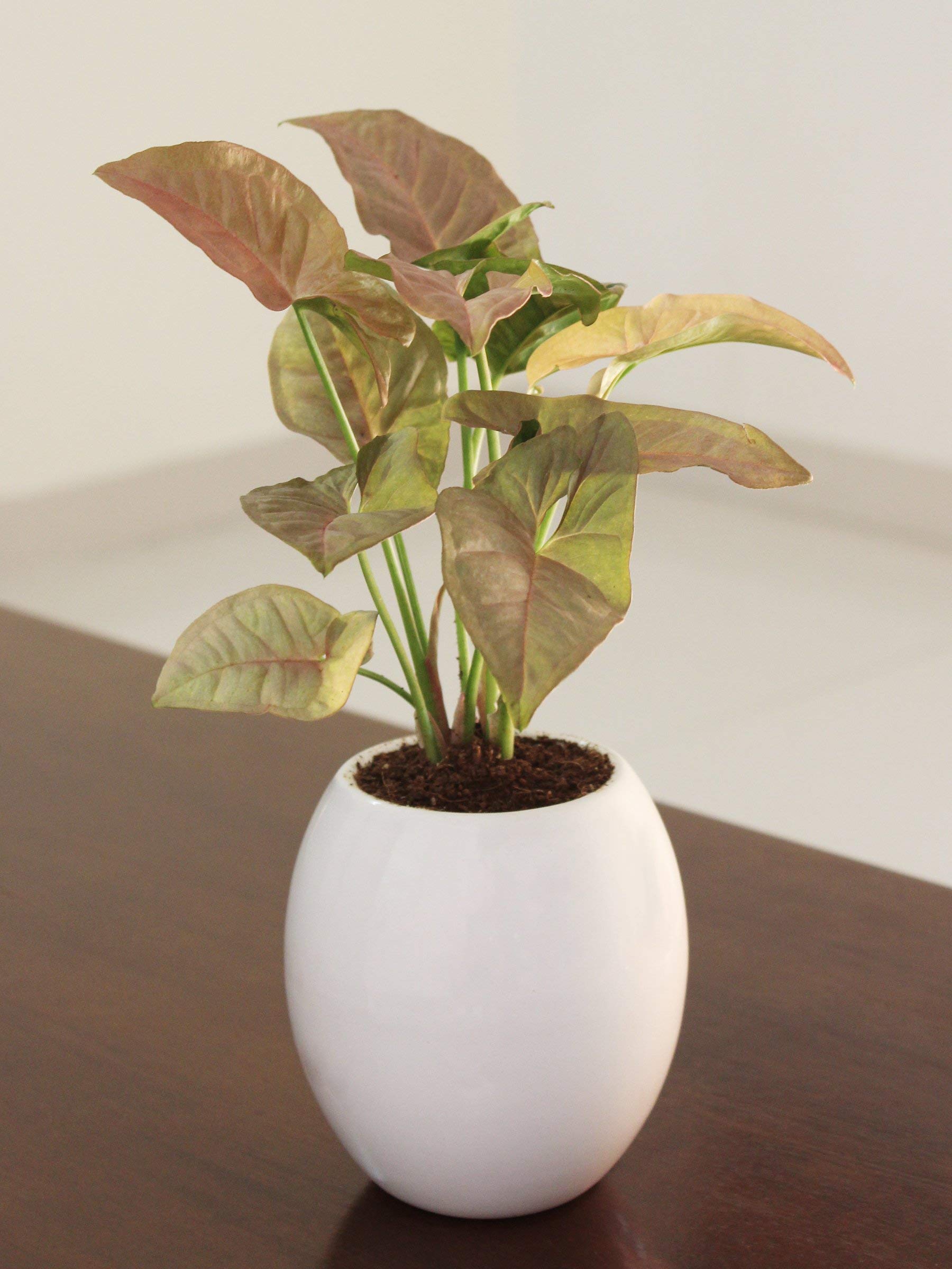See full amazon price history chart for Rolling Nature Good Luck Air Purifying Pink Syngonium Plant in White Oval Ceramic Pot Rolling Nature Good Luck Air Purifying Pink Syngonium Plant in White Oval Ceramic Pot (B08L3R1QQX) Amazon Price History, Amazon Price Tracker