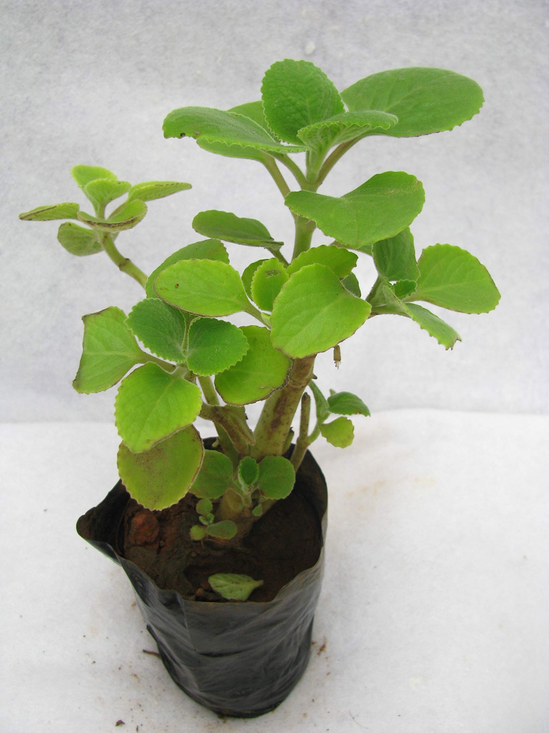 Greenursery Mexican Mint Ajwain Karpuravalli Leaves Live Plant (B08ZDL76HT) Amazon Price History, Amazon Price Tracker