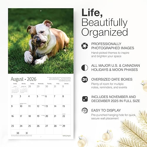 Miniatura 2 de RED EMBER Bulldog Puppies Calendario mensual de pared colgante 2024  12 x 24 pulgadas abierto  Papel grueso y resistente  Regalo  Lindo perro