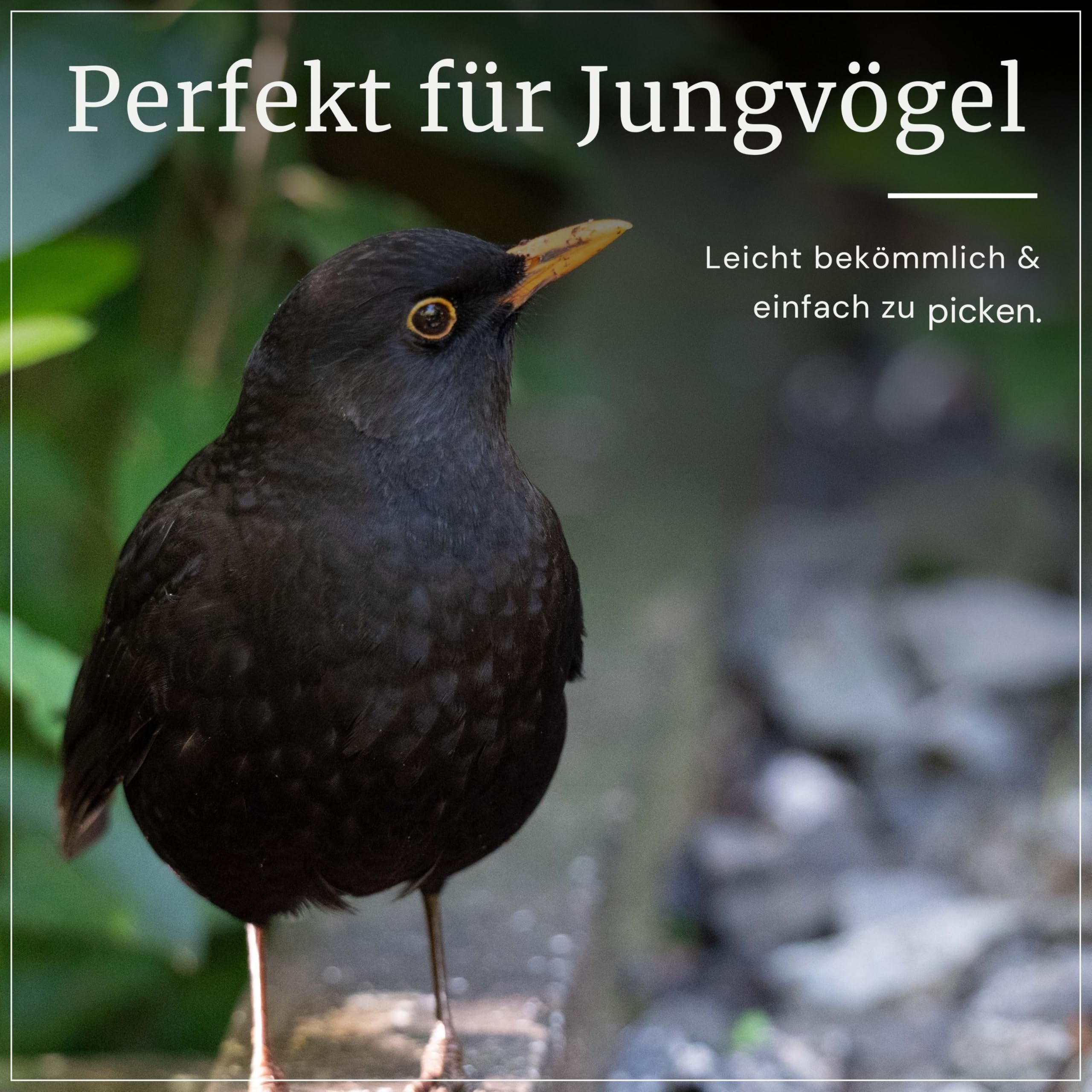 Erdtmanns Sommer-Meisenknödel XXL ohne Netz, 12 x 500 g – Riesige Wildvogelfutter-Knödel für den Sommer – Umweltfreundlich & energiereich – Ideal für Brutzeit & Jungvögel