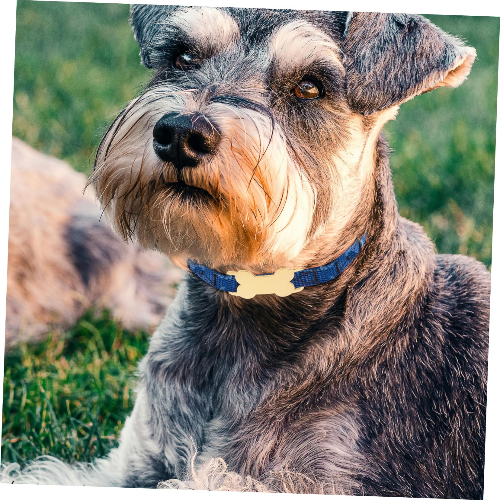 15pezzi Medagliette Identificative Acciaio Inossidabile Per Animali Domestici Targhette Forma Di Osso Personalizzabili Resistenti e Durevoli Per Cani e Gatti
