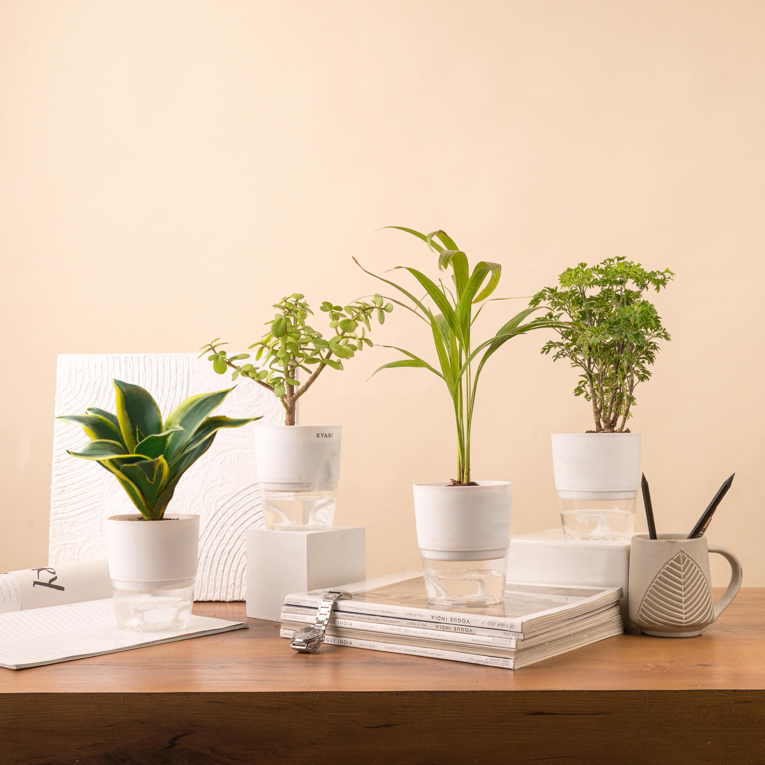 KYARI Golden Snake-Aralia Green-Areca Palm-Jade Combo of 4 Indoor Plants for Living Room | Live Plants | Plants with White Pot for Home Air purifier plants | Plants for Home Decor | Plants for garden (B0CHYV54GX) Amazon Price History, Amazon Price Tracker