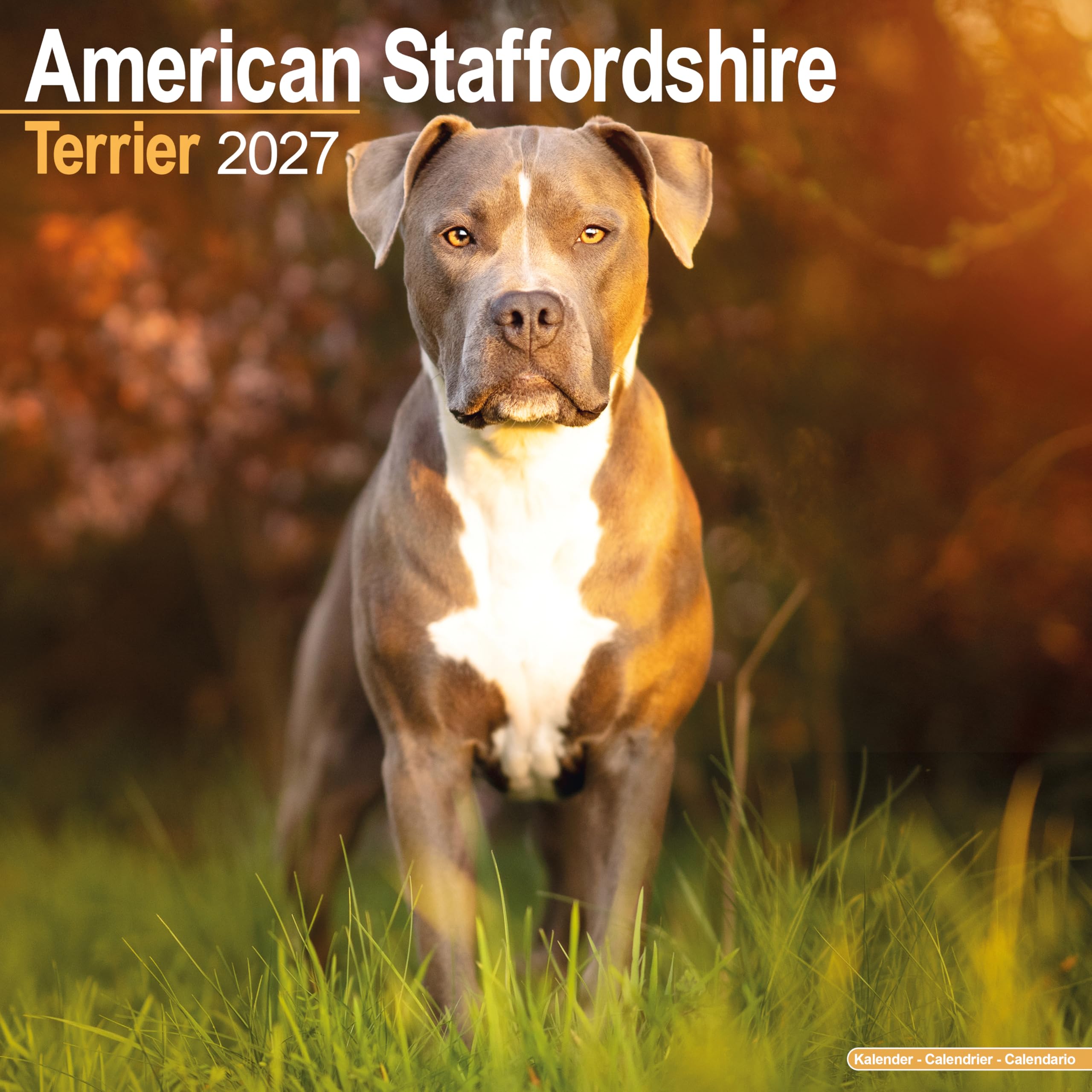 American Staffordshire Terrier 2027 Calendar | Square Wall Calendar | Dog Breed Gift | Plastic Free Packaging | by Avonside Publishing