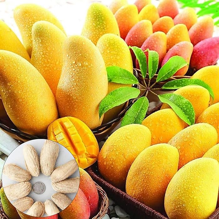 Buy 10Pcs/Bag Fruit Seeds Mangoes Tree Seeds Nutritious Productive