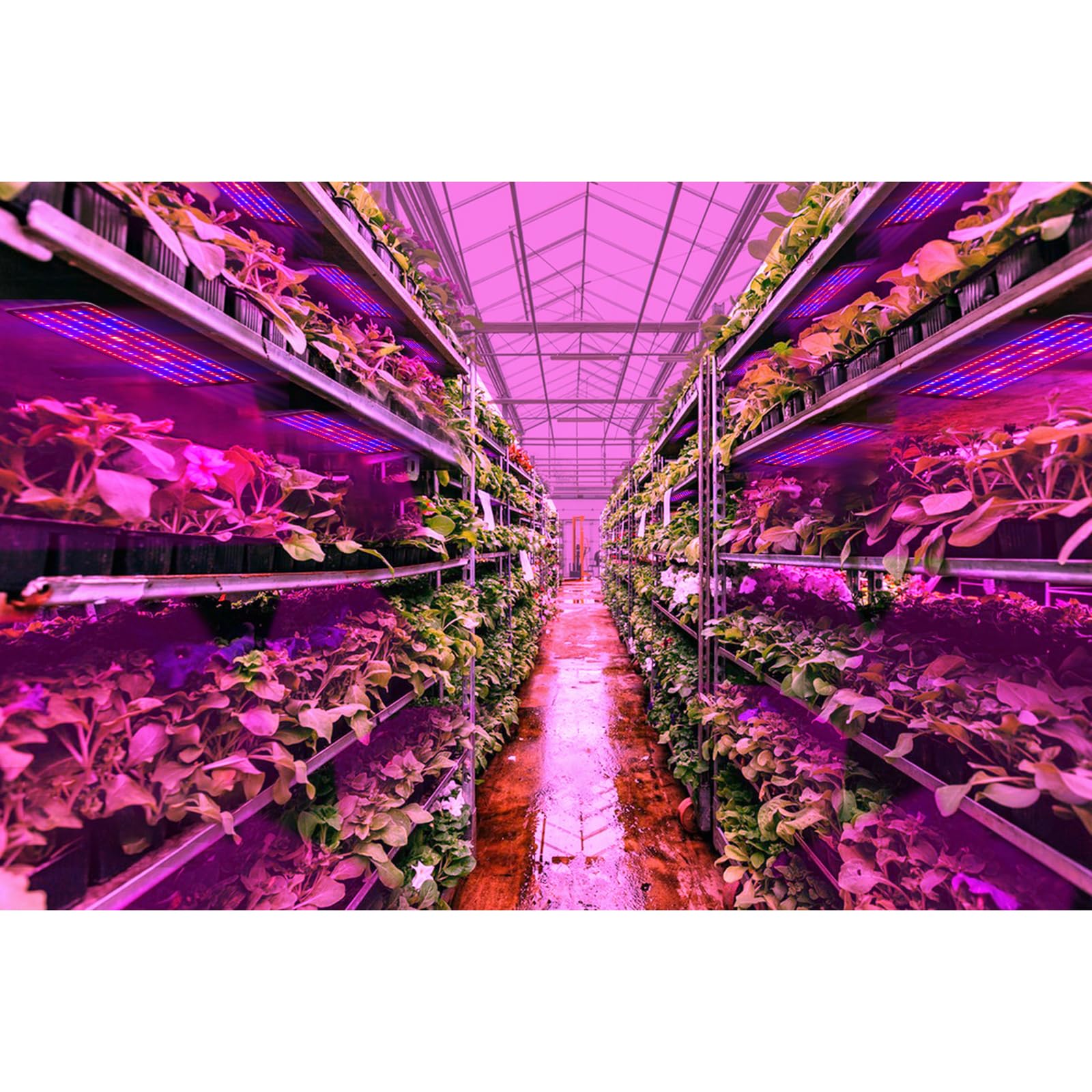 600 Pflanzenlampe LEDs, Grow Lampe, Vollspektrum Pflanzenlicht für Zimmerpflanzen, 4 Pflanzenlichtpanel mit 3/6/12-Stunden-Smart-Timer, 6 dimmbare Stufen, für Setzlinge, Gemüse, Blüte, Sukkulenten