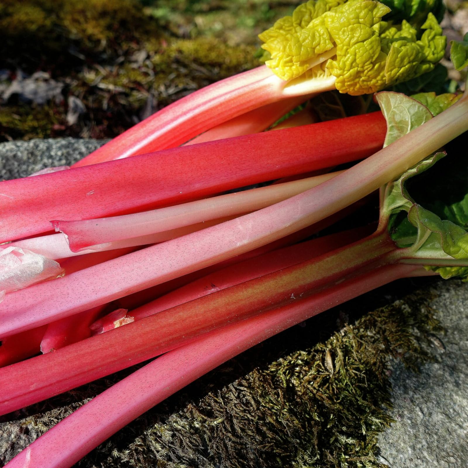 Carbeth Plants Rhubarb Crowns 1 x Cherry Red Rheum Rhabarbarum Bare Roots