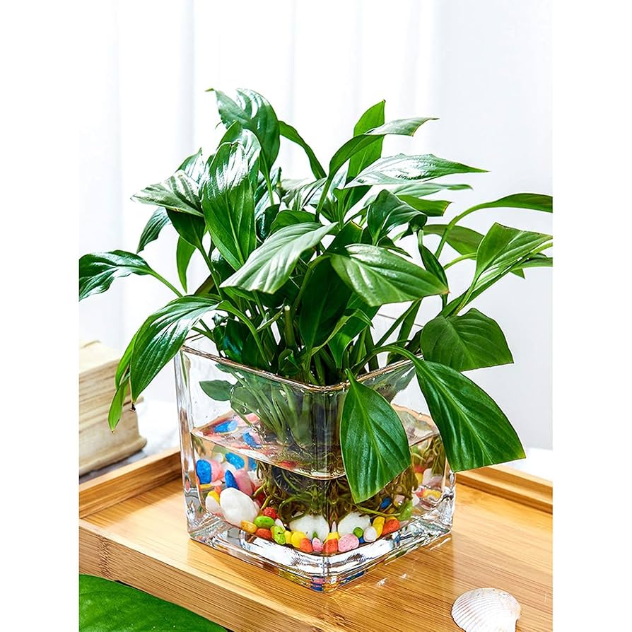 Amazon.co.jp: 水耕ガラス植木鉢、家庭用透明花瓶円筒形四角厚