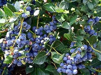 Royal Paradise Garden Rare Bush Blueberry Fruit, 1 Healthy Plant