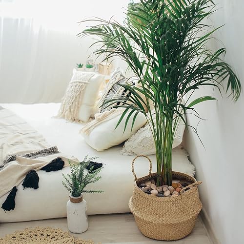 Miniatura 6 de GASPRO Rocas de río de 15 libras y canicas de vidrio plano de 20 libras para jarrón, plantas, suculentas, paisajismo, jardín y más