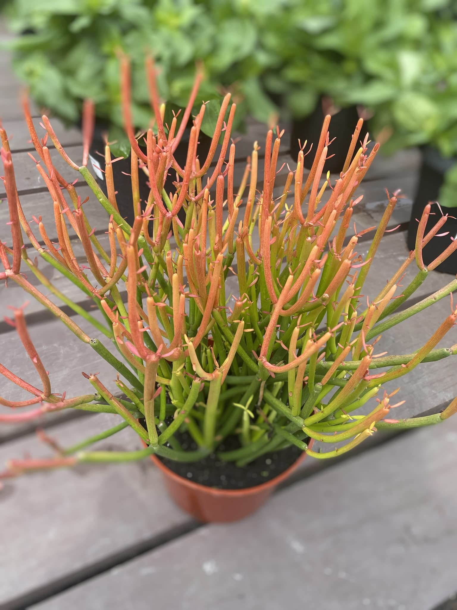PlantaZee Pencil Cactus Plant Succulent Plants (B09TQTKXJY) Amazon Price History, Amazon Price Tracker