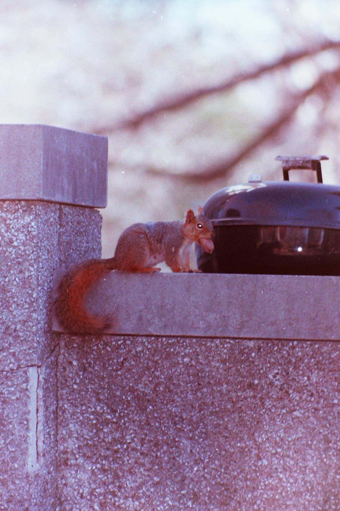 Wolverine F2D8 8 MP 35mm Slides and Negatives to Digital