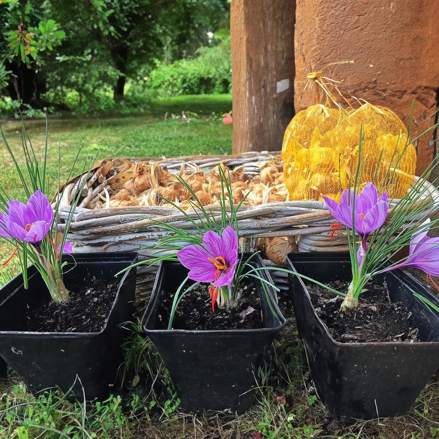 Bulbi di Zafferano | Crocus sativus | Circonferenza 10/+ cm (circa 3 cm di diametro) - 3/5 fiori già dal primo anno - PREVENDITA VANTAGGIOSA - CONSEGNA IN AGOSTO 2026 (50)