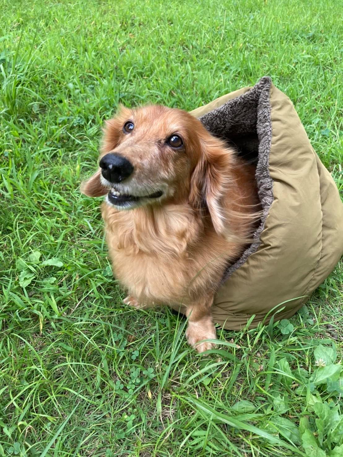 Favorite Pets Triangle Bed, Beige