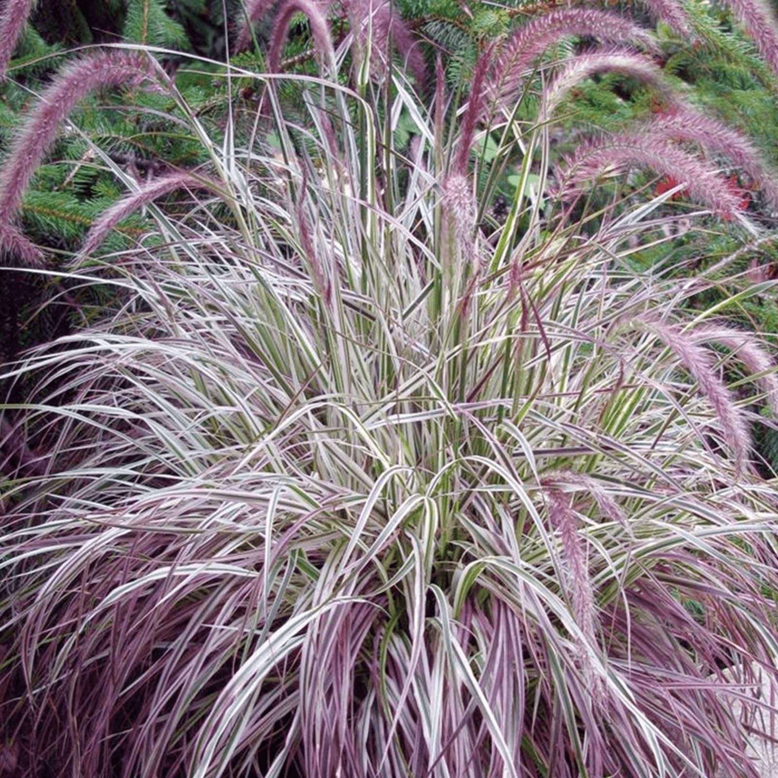 Carbeth Plants Pennisetum Cherry Sparkler Plant 1 x 9cm Pot