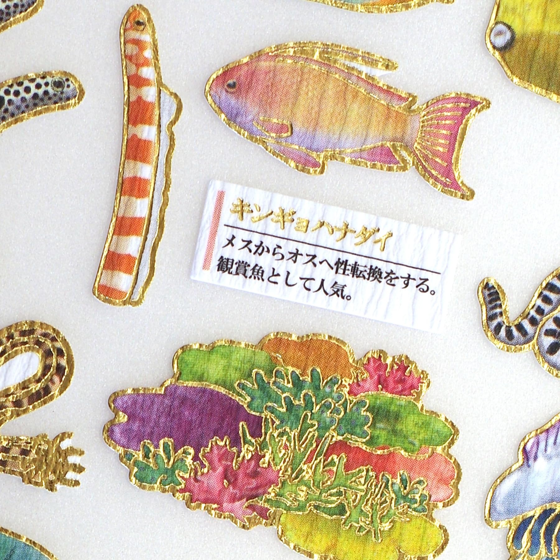 たーしー Kamio Japan(カミオジャパン) 大人の図鑑シール 暖海の生き物編 kmo-228114