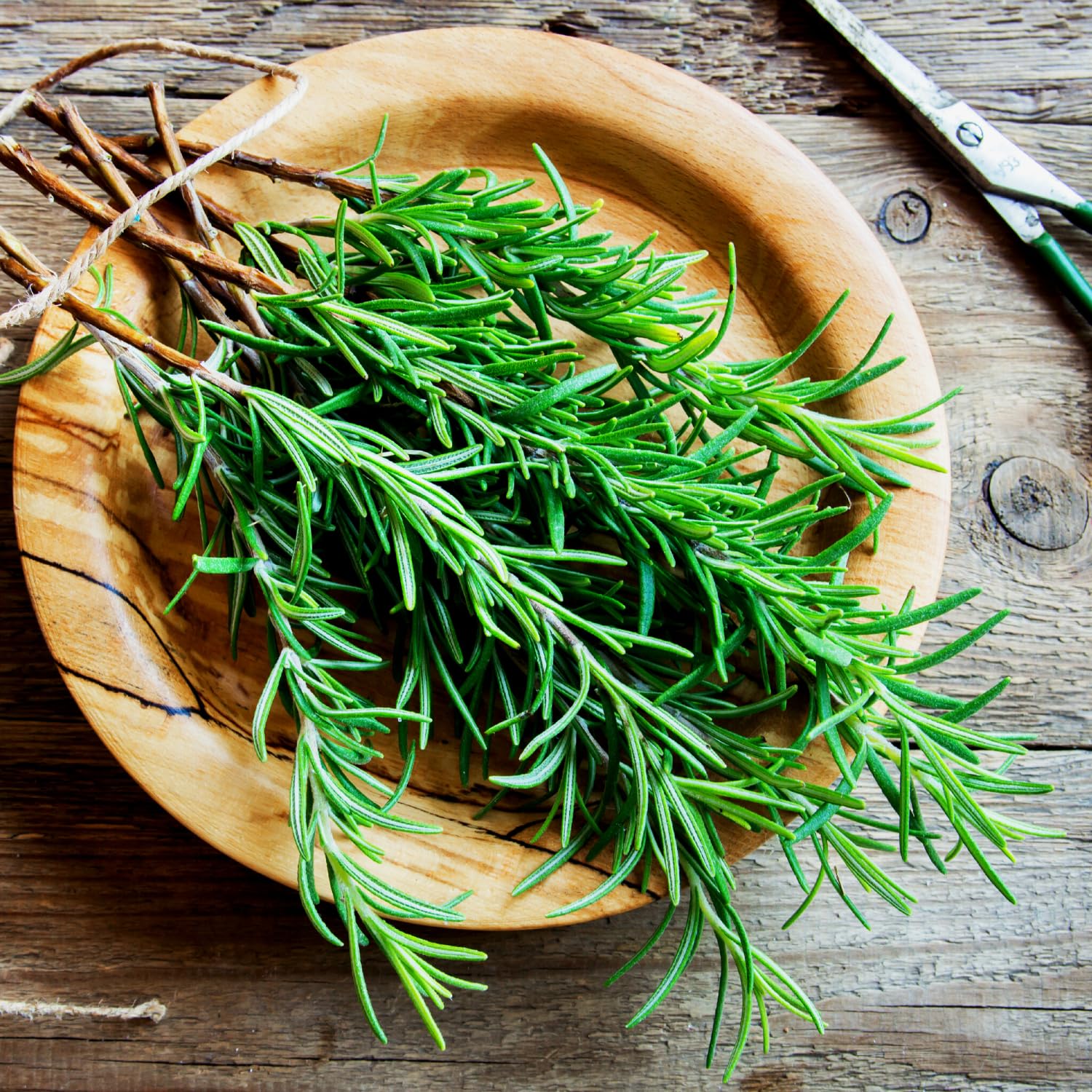 Amazon.com : Pack 02 of Rosemary Plants Live, Live Rosemary