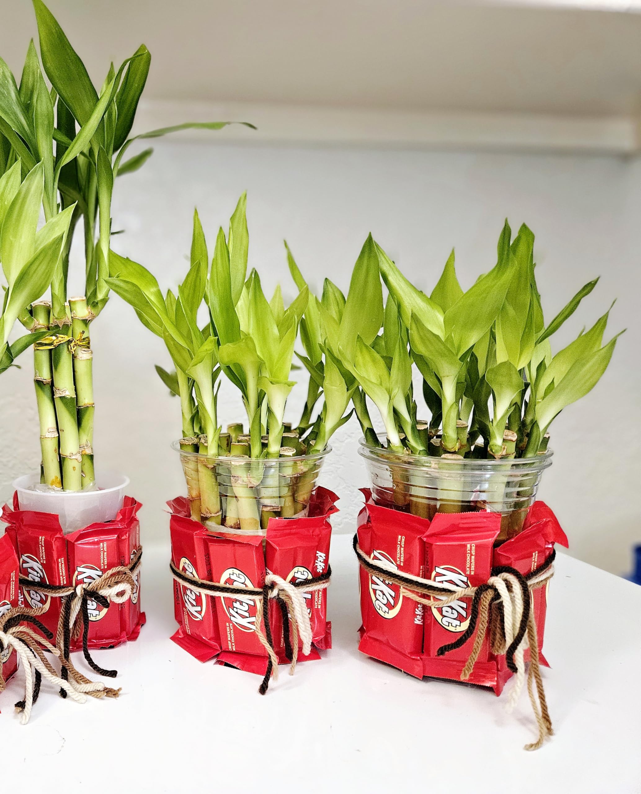 8 inches Lucky Bamboo 6 Healthy Plants, Gift, Feng Shui, Indoor Plant, Bring Good Luck to Your Home, Perennial, Just add Purified Water