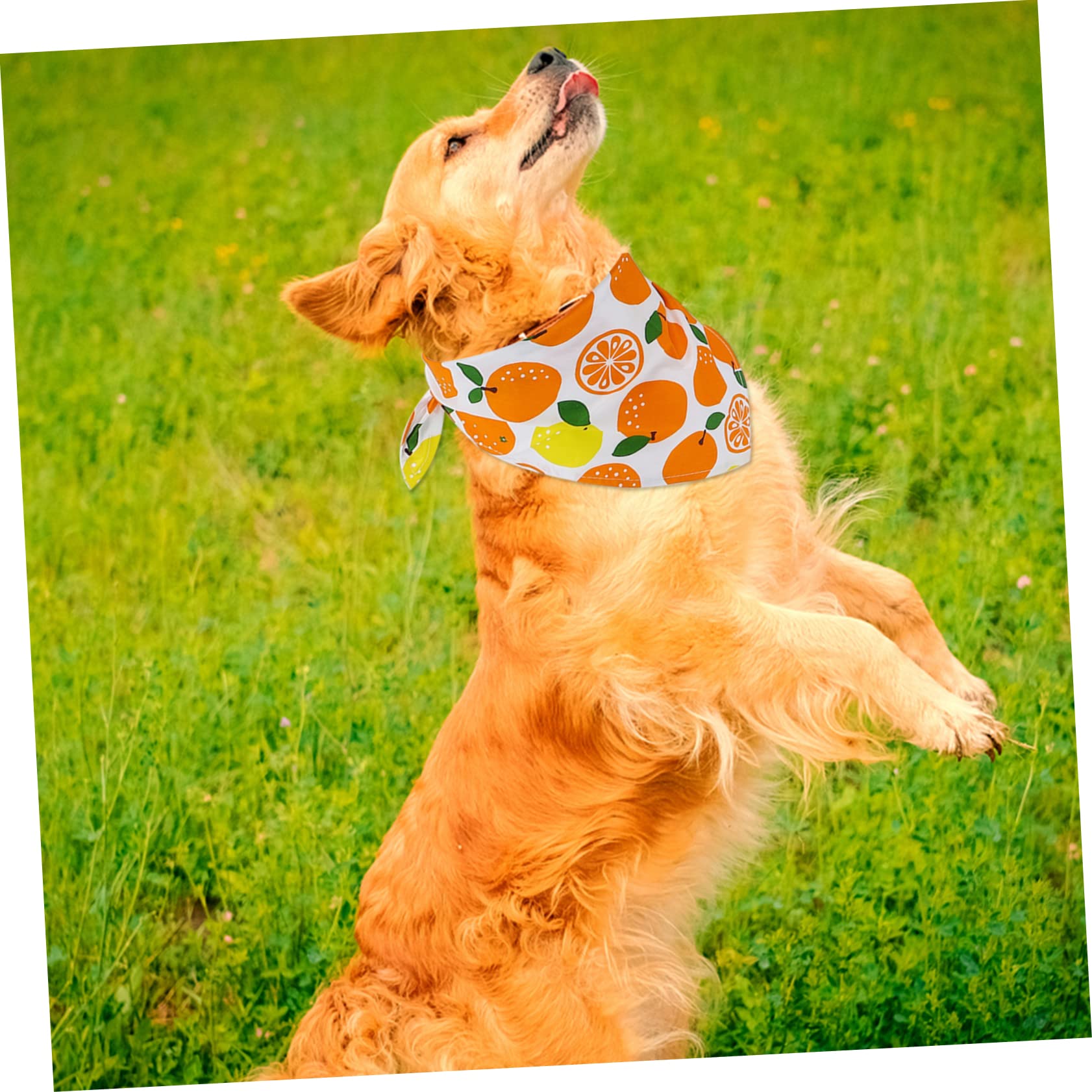 INOOMP 15pièces Bandanas pour Chien Respirant Écharpes Colorées pour Animaux Prévention Salive Et du Déversement Set De Motifs Fruits
