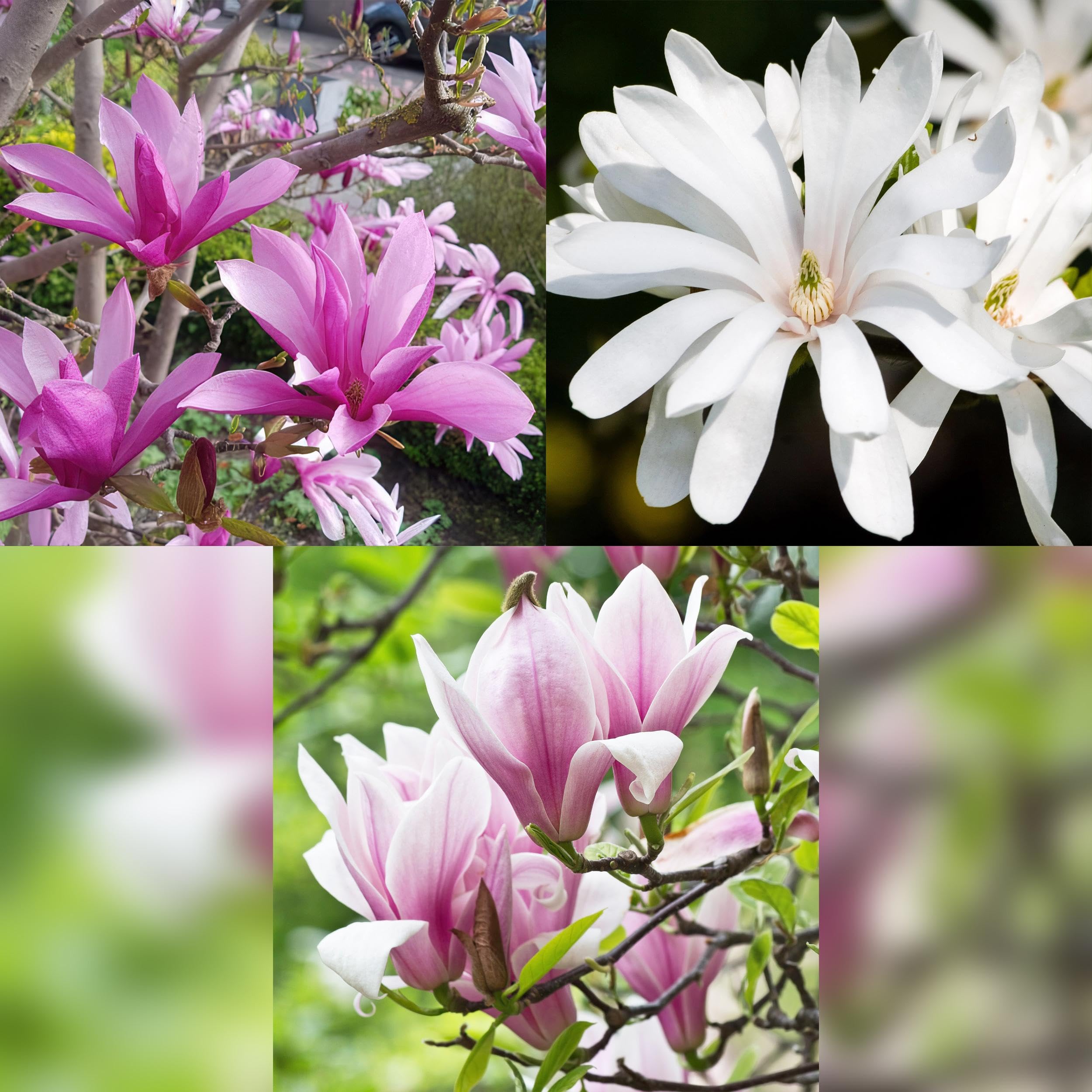 Magnolia Tricolour - Kwiaty biało-różowo-fioletowe - 3 rośliny - Liściaste - Niskie wymagania pielęgnacyjne - 30cm - Ø12cm - Roślina ogrodowa