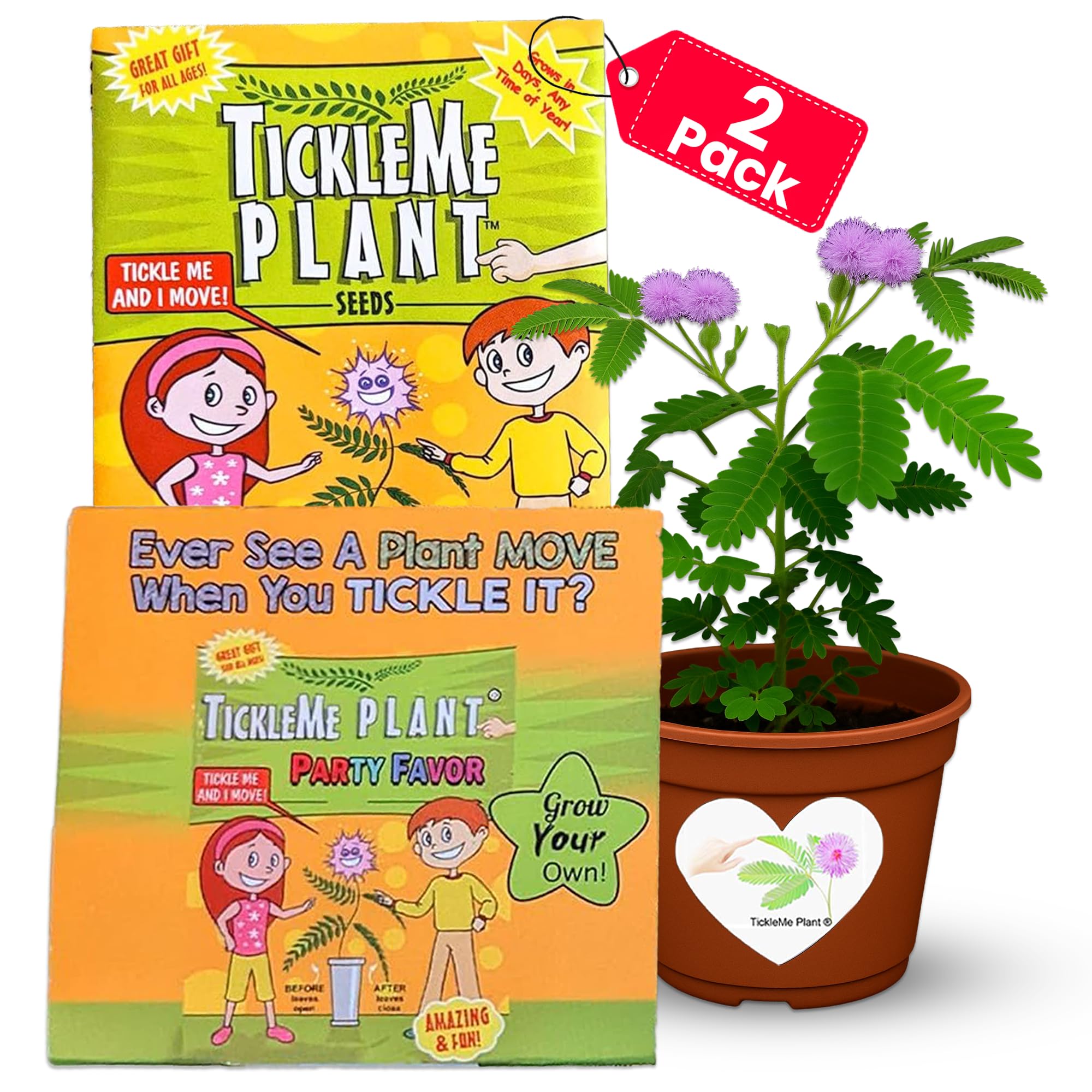 TickleMe Plant Leaves Fold When You Tickle It Plants - Pack of 2