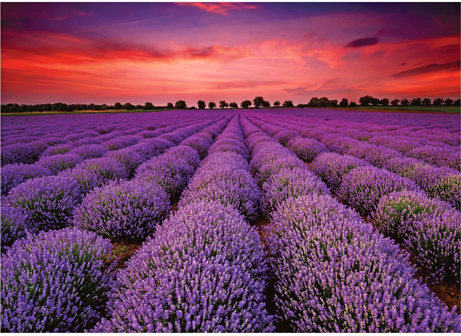 Jigsaw Puzzles Provence Lavender Field 1000 Piece Puzzle Lavender Flowers France Landscape View for Adults Teens