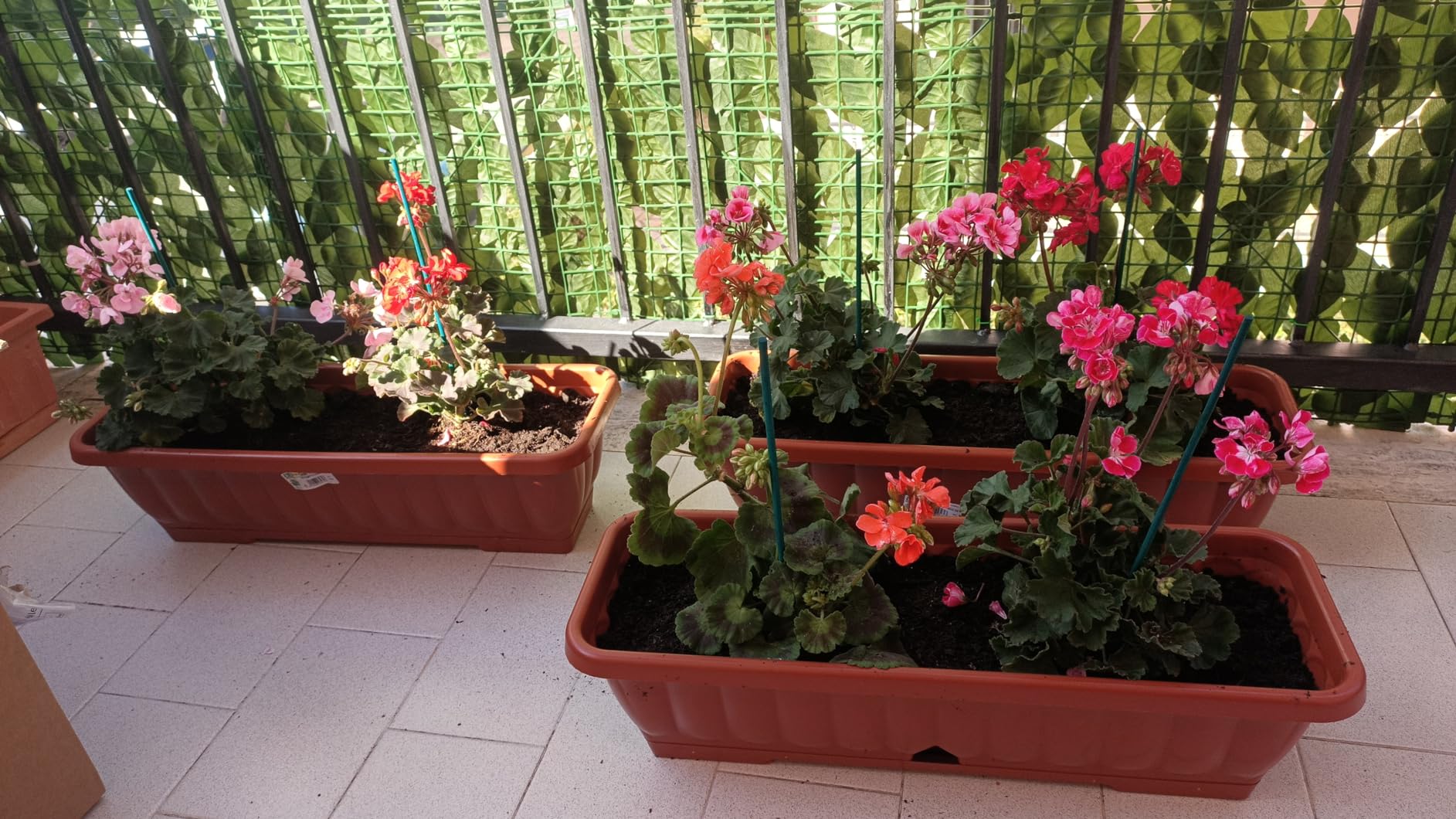 6 Piante Di Garofano In Vaso - Fiori Ornamentali Non Commestibili Per Giardino O Balcone - Foto 5