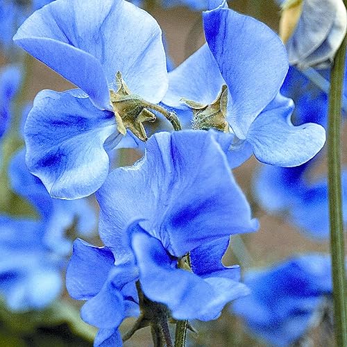 Miniatura 3 de Sweet Pea Blue Lathyrus - Semillas odoratus para plantar alrededor de 10 semillas o 0035 oz